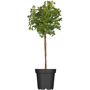 Halbstammrose im Topf, ca. 60-80 cm hoch, mit grünen Blättern und roten Blütenknospen.