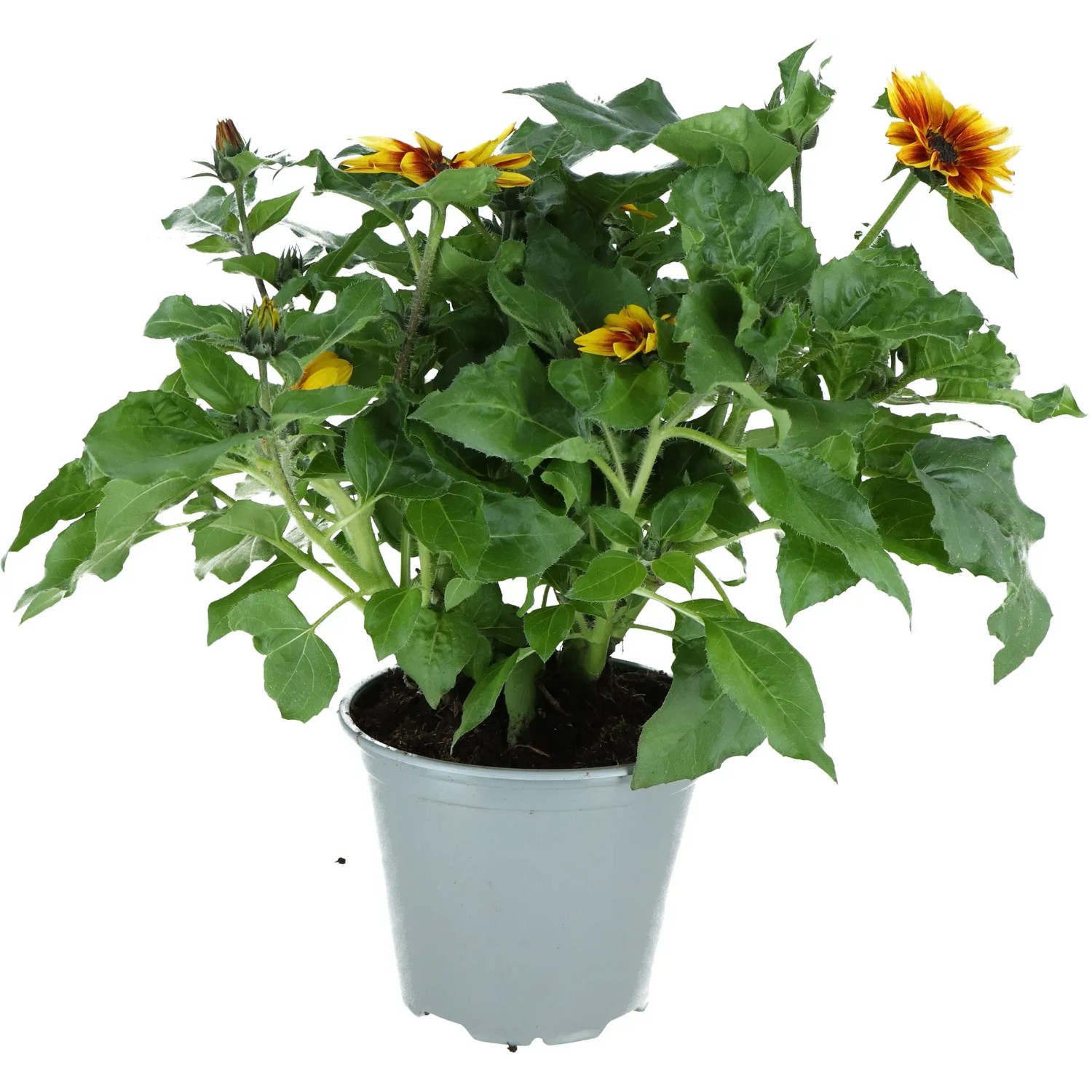 Sonnenblume "Multiflower" Hhe ca. 30 - 40 cm Topf- ca. 14 cm Helianthus  annuus kaufen bei OBI