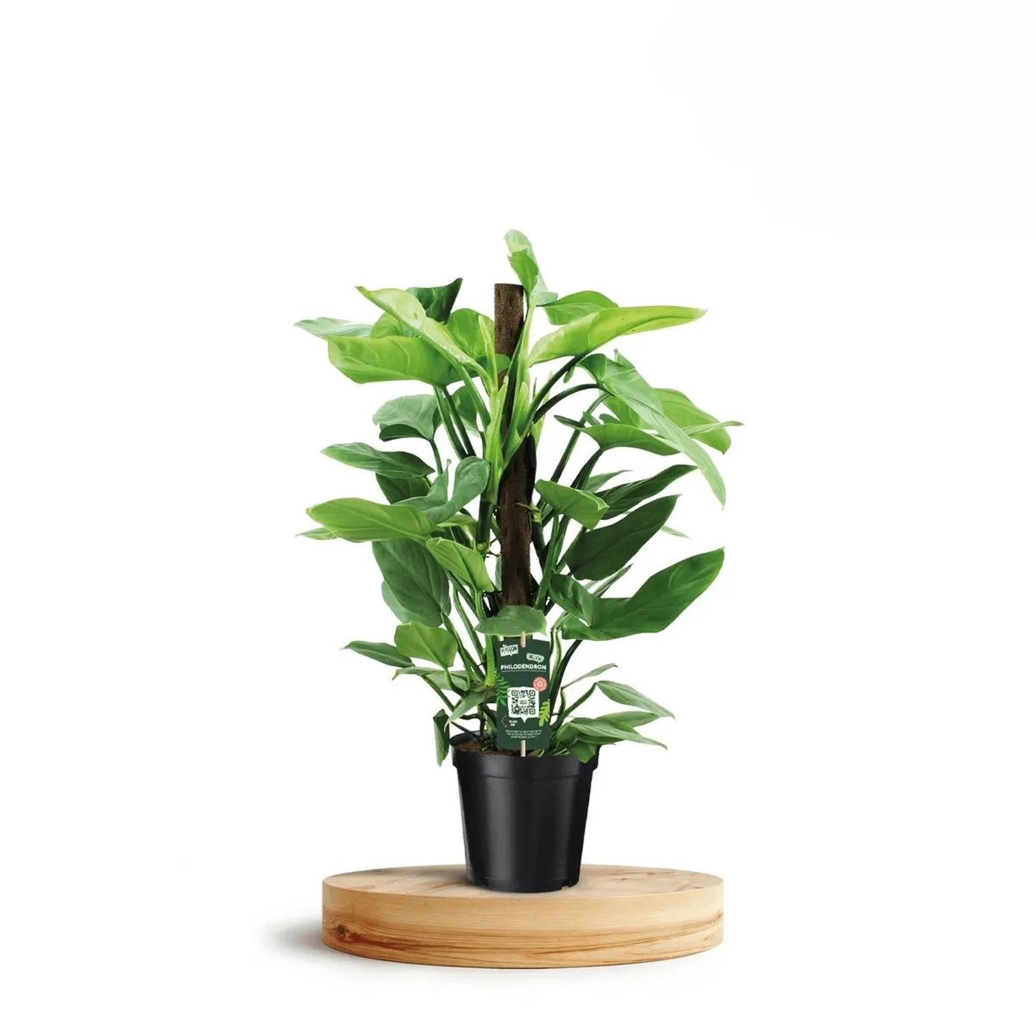 Baumfreund "Red Emerald" 2-fach Sortiert Hhe 70 cm Topf- 19 cm  Philodendron kaufen bei OBI