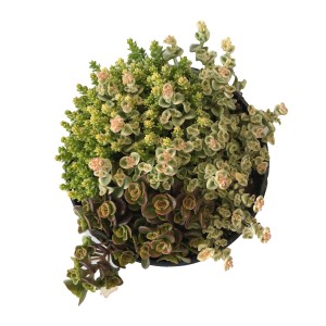 Sedum Trio im Topf, ca. 15-20 cm hoch. Blühende Fetthenne mit drei Sorten.