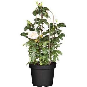Edelrose Weiß im Topf mit Rankhilfe, ca. 20-30cm hoch. Rosa Hybride mit weißen Blüten.