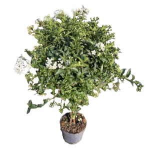 Jasminblütiger Nachtschatten Stamm, ca. 100 cm, im Topf. Blühende Kübelpflanze mit weißen Blüten.