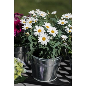 Strauchmargerite im Topf (ca. 11 cm Ø) mit weißen Blüten und gelber Mitte.