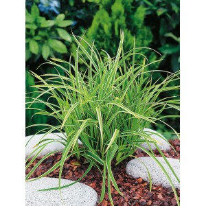 GROW by OBI Japan-Segge "Ice Dance" Topf-Ø ca. 17 cm Carex morrowii