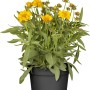Großblumiges Mädchenauge im Topf, gelbe Blüten, grüne Blätter. Coreopsis im schwarzen Topf.