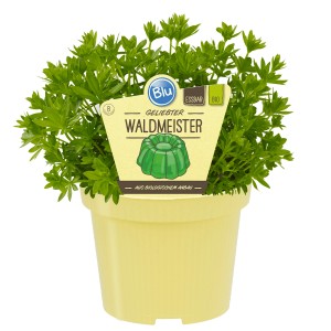 Blu Bio-Waldmeister im Topf (Ø 11cm). Küchenkräuter mit grünen Blättern im gelben Topf.