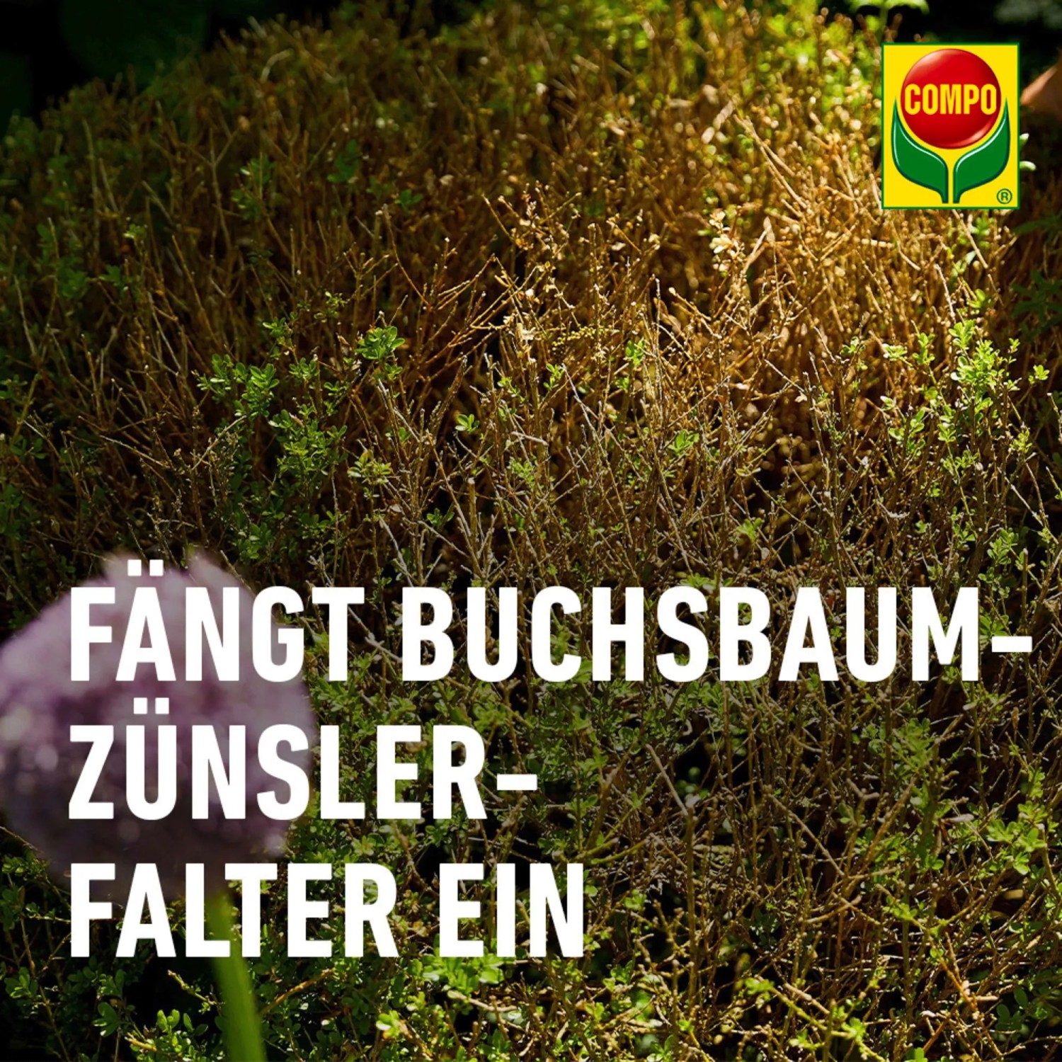 Compo BIO Buchsbaumznsler Lockstoff 4 Stck. kaufen bei OBI