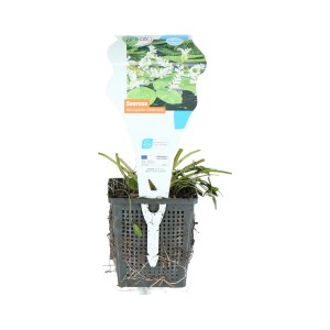 Afrikanische Wasserähre im Topf, weiße Blüten, geeignet für Teiche.