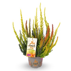 Besenheide Sunset Fire Trio im Topf, Calluna vulgaris mit gelben, grünen und orangen Trieben.