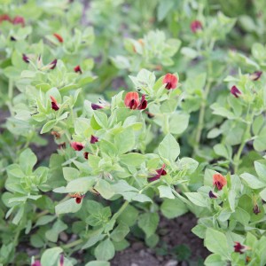 Blu Bio Spargelerbse mit roten Blüten und grünen Blättern im Topf.