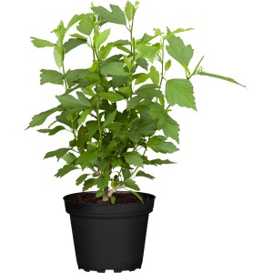 Garteneibisch Chiffon im Topf, grüne Blätter. Hibiskus für sonnige Standorte.