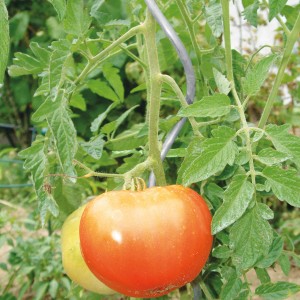 Tomatenpflanze mit reifen Tomaten an Bellissa Tomatenspirale aus verzinktem Stahl.
