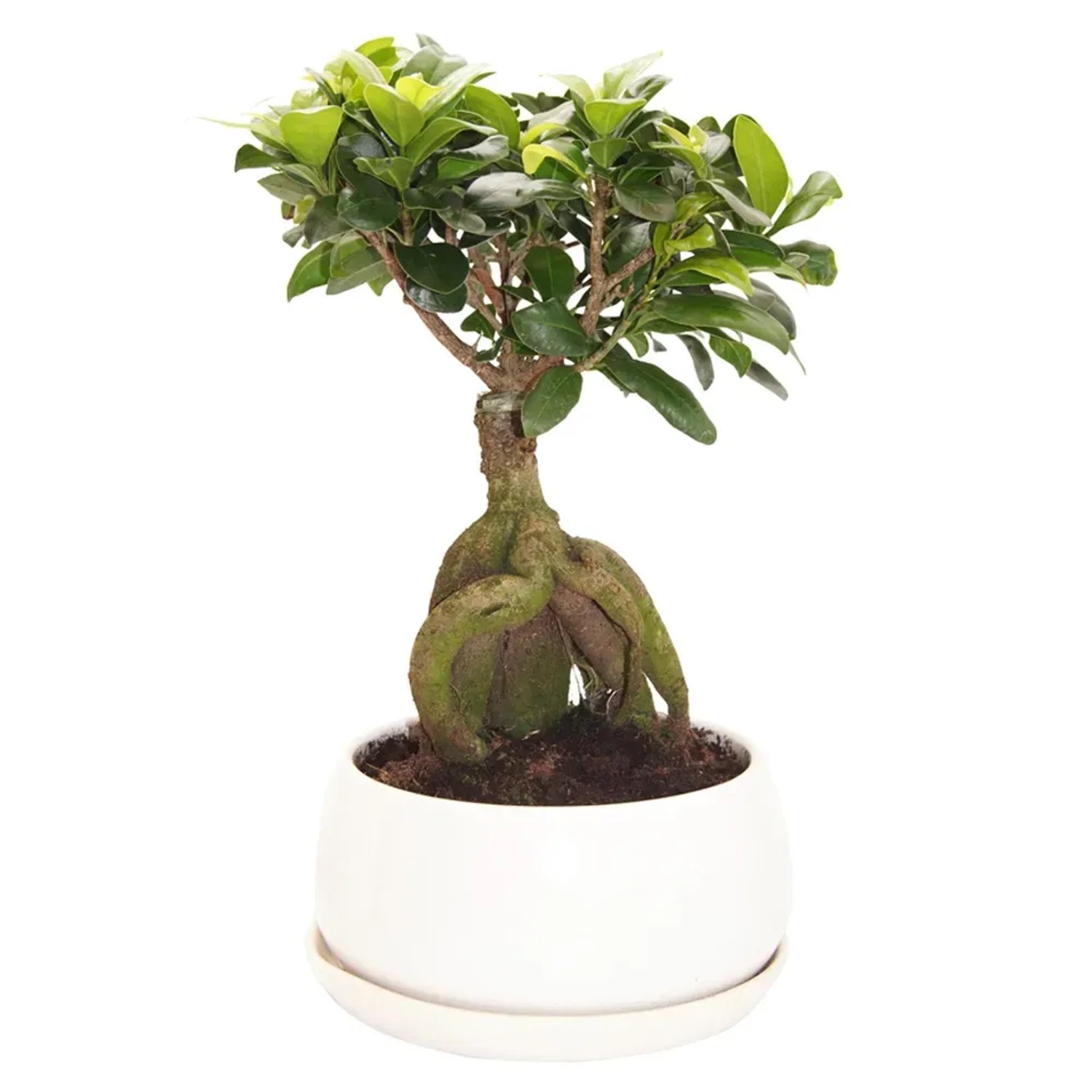 Zimmerbonsai kaufen bei OBI