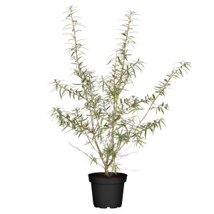 Sanddorn Sirola im Topf, ca. 30-40 cm hoch. Ideal als Beerenstrauch oder Sichtschutzhecke.