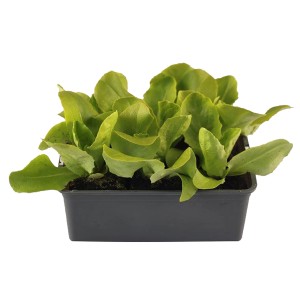 Grüner Kopfsalat in 6er Schale (Lactuca sativa), ideal für den Garten oder Balkon.