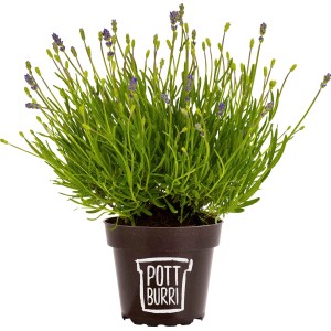 Pottburri Lavendel Topf-Ø ca. 13 cm Lavandula angustifolia