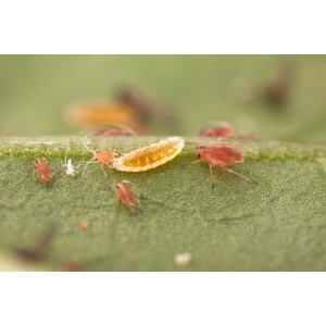 Biohelp Gallmückenlarven auf Blatt mit Blattläusen zur biologischen Schädlingsbekämpfung.
