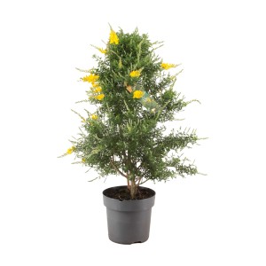 Ginster Pyramide (Cytisus maderensis) im Topf, ca. 60 cm hoch, mit gelben Blüten.