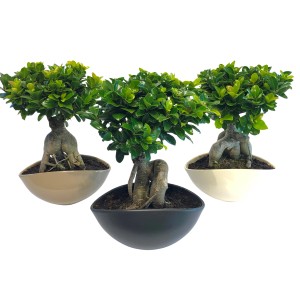 Drei Ginseng Bonsai (Ficus) in Keramikschalen in Weiß, Beige und Schwarz. Zimmerbonsai.