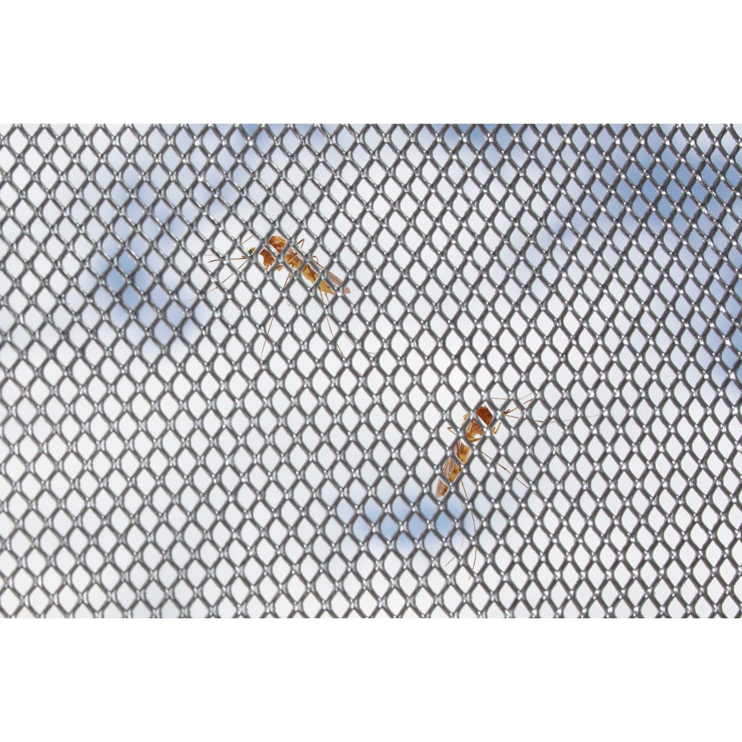Sarei Multischutzgitter 120 mm, Lüftungsprofil zum Schutz vor Insekten und Kleintieren.
