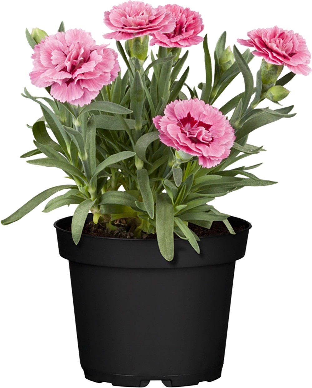 GartenNelke "Teneriffa" TopfØ ca. 9 cm Dianthus kaufen bei OBI