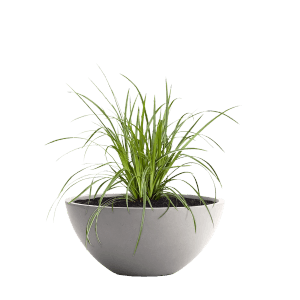 Pflanzwerk Pflanzschale Bowl Premium Frostbeständig Lotus-Effekt 28 cm Grau