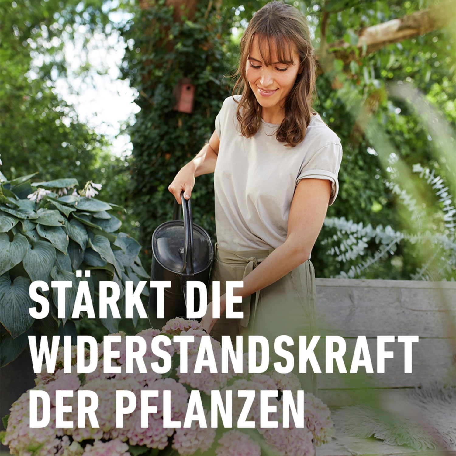 Compo Hortensien- und Kameliendünger 1 l_11