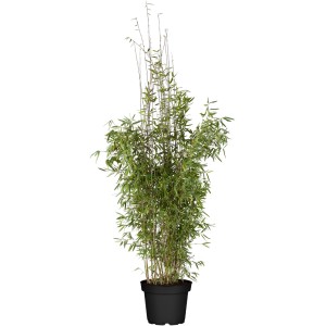 Gartenbambus Honey Guide im Topf, ca. 60-80 cm hoch, blau-grüne Blätter.