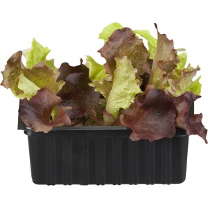 Eichblattsalat 6er Schale, rot und grün, in schwarzer Kunststoffschale.
