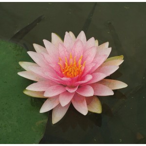 Seerose "Madame Wilfron Gonnère" Rosa Topf-Ø ca. 18 cm Höhe ca. 30 cm Nymphaea