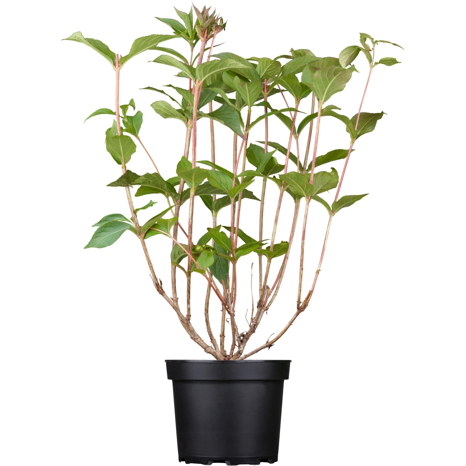 OBI Weigelie "Bristol Ruby" Rot Höhe ca. 50 60 cm Topf ca. 3,5 l