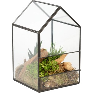 Grünpflanzen-Arrangement im Glas-Haus, Topf-Ø ca. 14 cm. Dekorative Zimmerpflanzen im Mini-Gewächshaus.