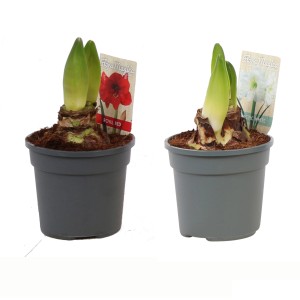 Amaryllis 2-fach Sortiert Höhe ca. 20 - 25 cm Topf-Ø 13 cm Hippeastrum Hybrid