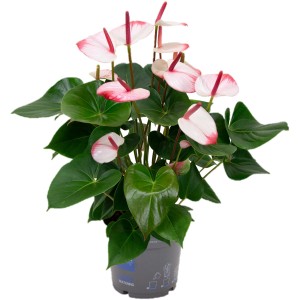 Flamingoblume Joli Duo im Topf, ca. 40-50 cm hoch, mit rosa-weißen Blüten.