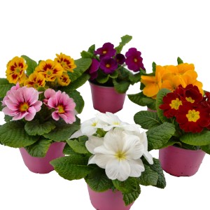 Kissenprimel in verschiedenen Farben im Topf, eine bunte Frühlingspflanze für drinnen und draußen.