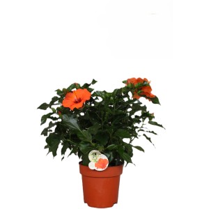 Hibiscus Fiori im Topf, orange Blüten, grüne Blätter. Blühende Kübelpflanze für Garten und Terrasse.