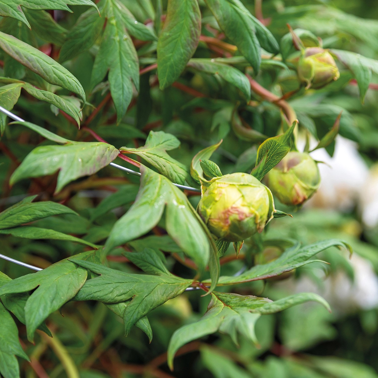 Bellissa Stützdraht (200 cm) an Pflanze mit Knospen. Rankhilfe aus verzinktem Stahl.