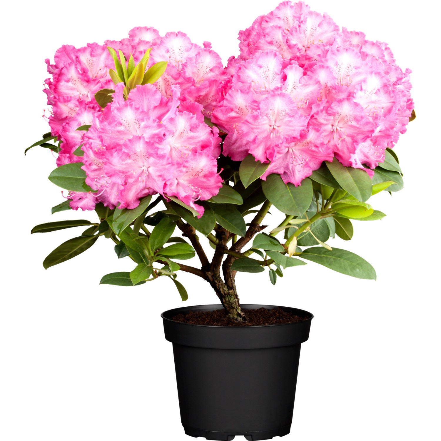Rhododendron "Roseum Elegans" Rosa Höhe ca. 60 80 cm Topf ca. 15 l