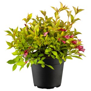 GROW by OBI Weigelie Cherry Love im Topf mit roten Blüten und grünen Blättern.