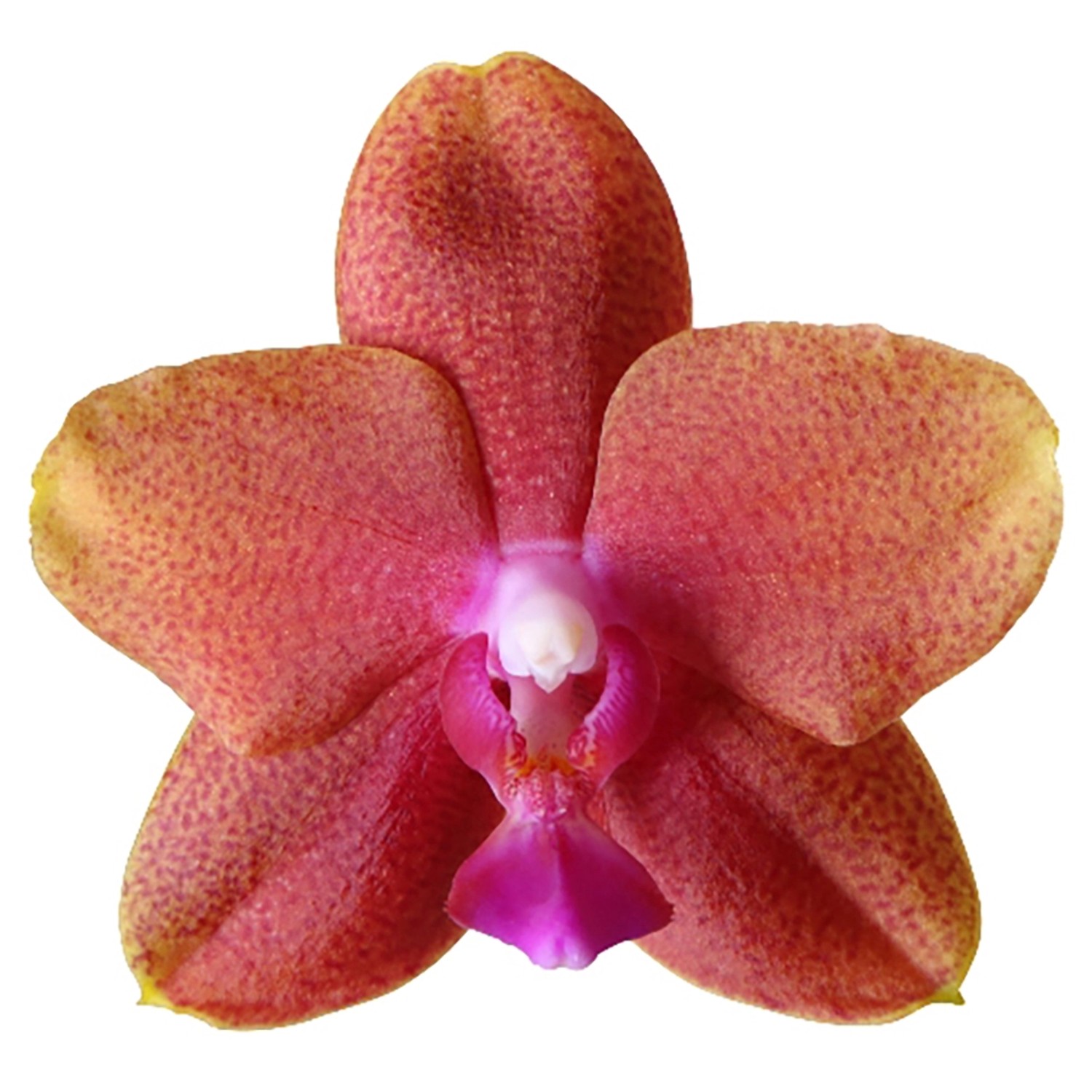 Nahaufnahme einer Schmetterlingsorchidee "Bolgheri" mit rot-gelben Blütenblättern und pinkfarbener Lippe.