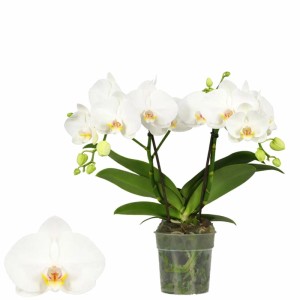 GROW by OBI Schmetterlingsorchidee Tablo Champagne im 12 cm Topf mit weißen Blüten.