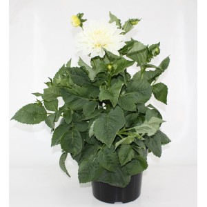 GROW by OBI: XXL Knollendahlie, ca. 45 cm hoch, mit weißer Blüte im Topf.
