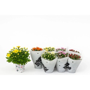 Chrysantheme Homerun im Topf, verschiedene Blütenfarben. Winterharte Kübelpflanze.
