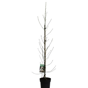 Zierpfirsich Taoflora White im Topf, ca. 100cm hoch. Ideal für Garten und Terrasse.