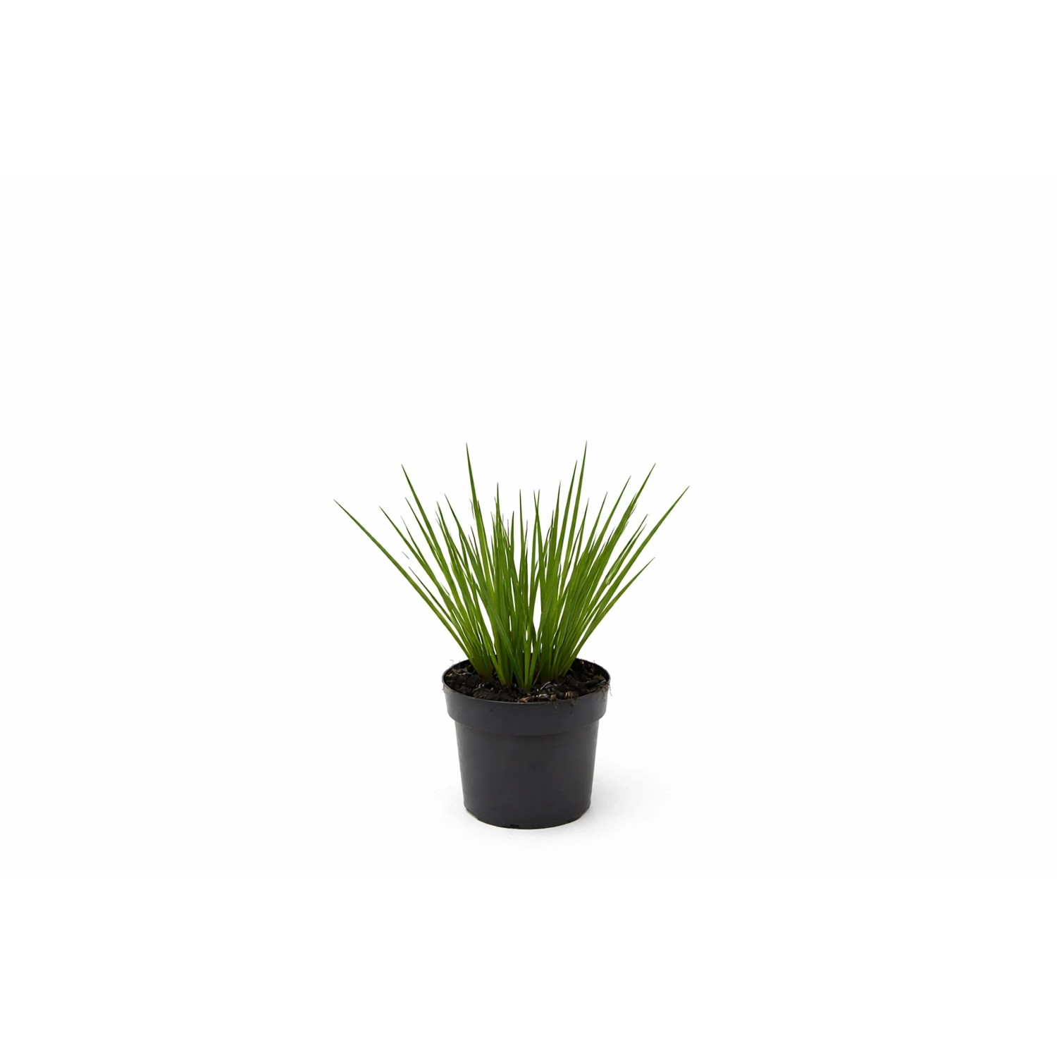 GROW BY OBI Pampasgras T19 Cortaderia selloana Senior kaufen bei OBI