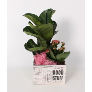 Geigenfeige Arrangement im Holztopf mit Flammendem Käthchen, Topf-Ø ca. 15cm.