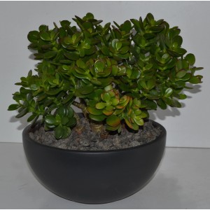 Geldbaum (Crassula) in dunkler Schale, Topf ca. 26cm Ø. Dekorative Zimmerpflanze.