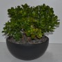 Geldbaum (Crassula) in dunkler Schale, Topf ca. 26cm Ø. Dekorative Zimmerpflanze.