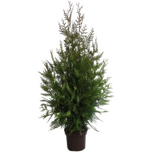 GROW by OBI Goldspitzen-Lebensbaum Aurescens im Topf, ca. 60-80 cm hoch.