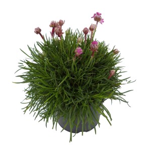 Strand-Grasnelke Lila im Topf, ca. 11 cm Durchmesser. Blühende, lila Armeria maritima.